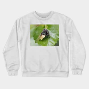 Phidippus audax (bold jumping spider) with prey (stinkbug) Crewneck Sweatshirt